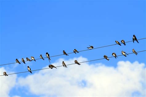 Birds On A Wire betsul