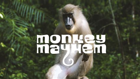 Monkey Mayhem betsul