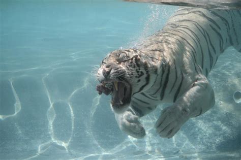 Water Tiger Bodog